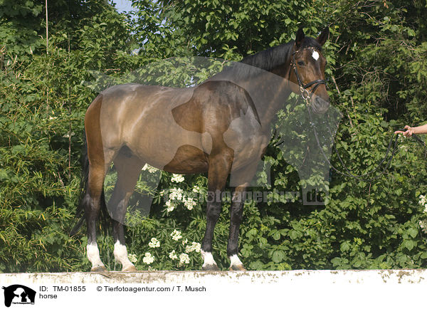 horse / TM-01855