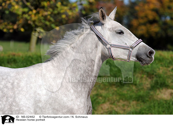 Hessian horse portrait / NS-02462