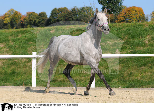 trotting Hessian horse / NS-02465