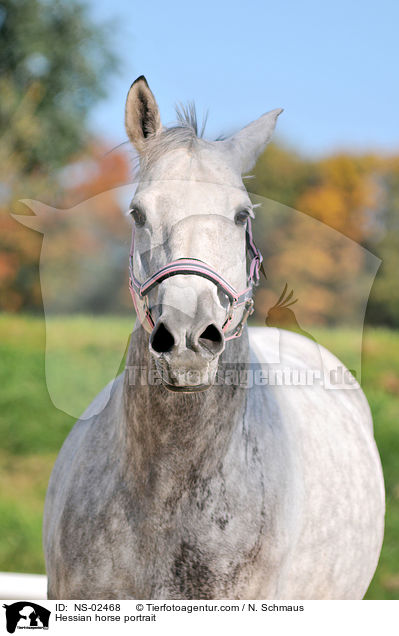 Hessian horse portrait / NS-02468