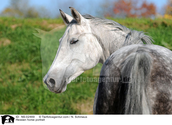 Hessian horse portrait / NS-02469
