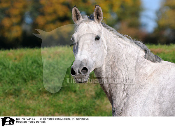 Hessian horse portrait / NS-02472