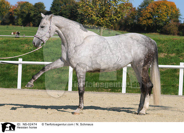 Hessian horse / NS-02474