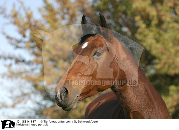 holsteins horse portrait / SS-01837