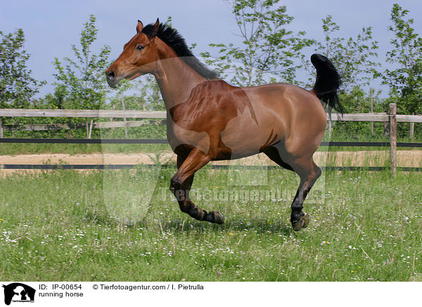 running horse / IP-00654