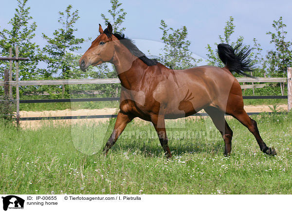 running horse / IP-00655