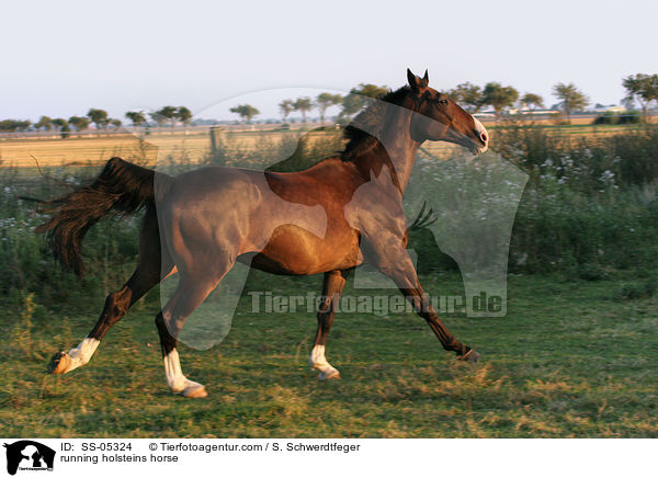 running holsteins horse / SS-05324