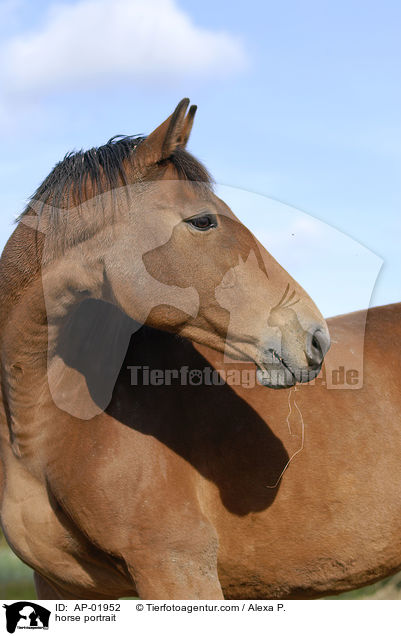 horse portrait / AP-01952