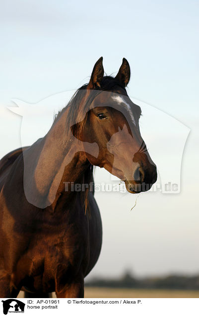 horse portrait / AP-01961
