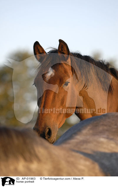 horse portrait / AP-01963