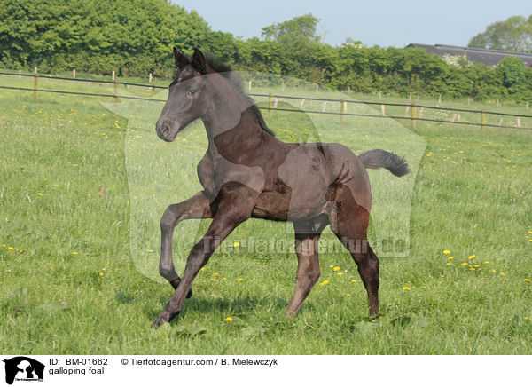 galloping foal / BM-01662