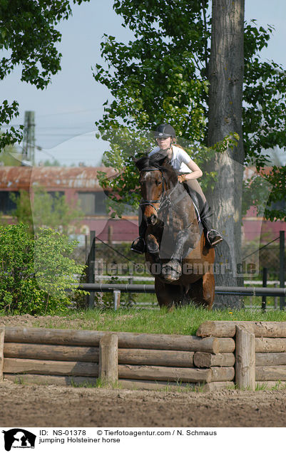 jumping Holsteiner horse / NS-01378