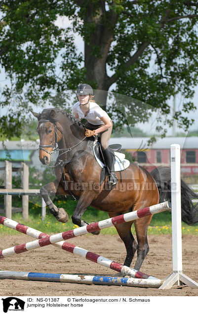 jumping Holsteiner horse / NS-01387