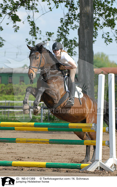 jumping Holsteiner horse / NS-01389