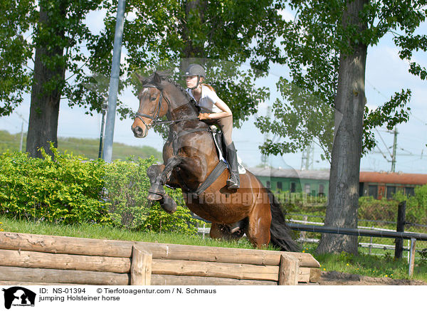 jumping Holsteiner horse / NS-01394