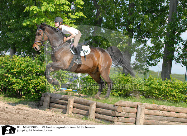 jumping Holsteiner horse / NS-01395