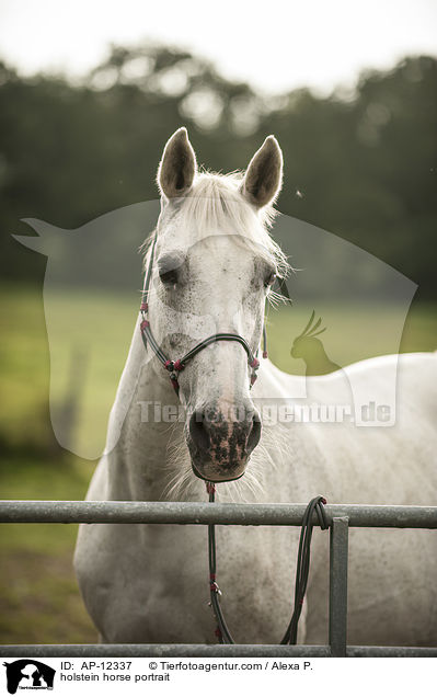holstein horse portrait / AP-12337