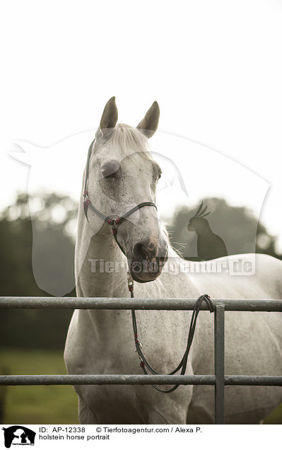 holstein horse portrait / AP-12338