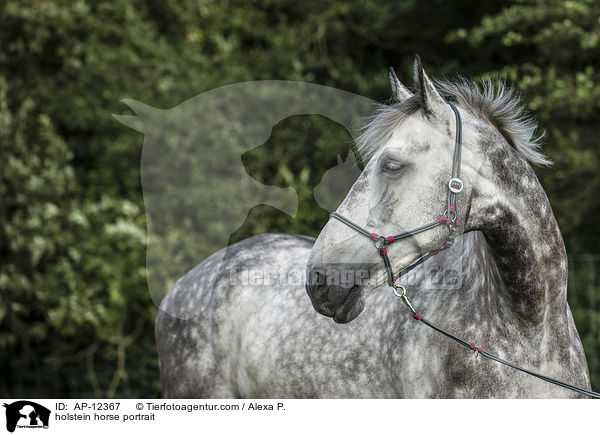 holstein horse portrait / AP-12367