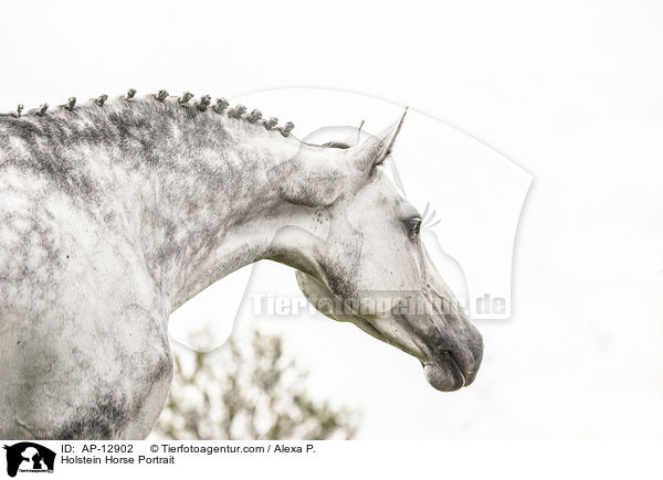 Holstein Horse Portrait / AP-12902