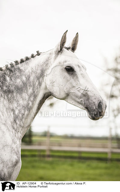 Holstein Horse Portrait / AP-12904