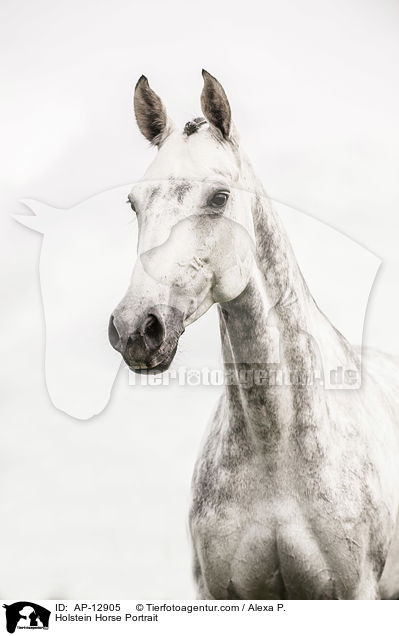 Holstein Horse Portrait / AP-12905