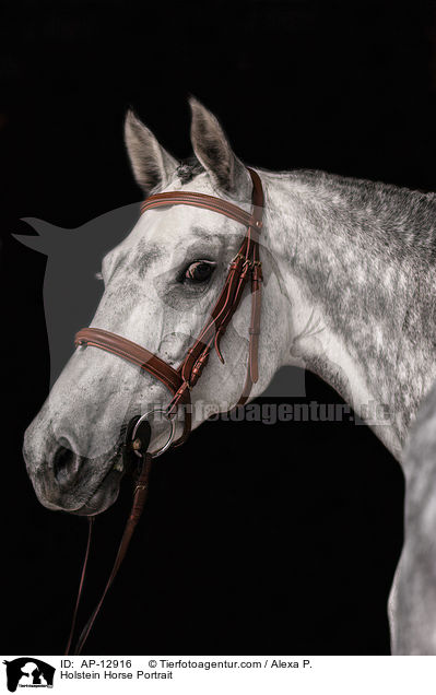 Holstein Horse Portrait / AP-12916