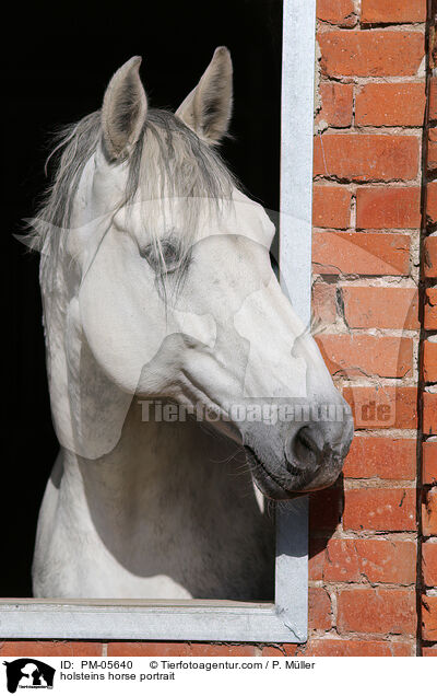 holsteins horse portrait / PM-05640