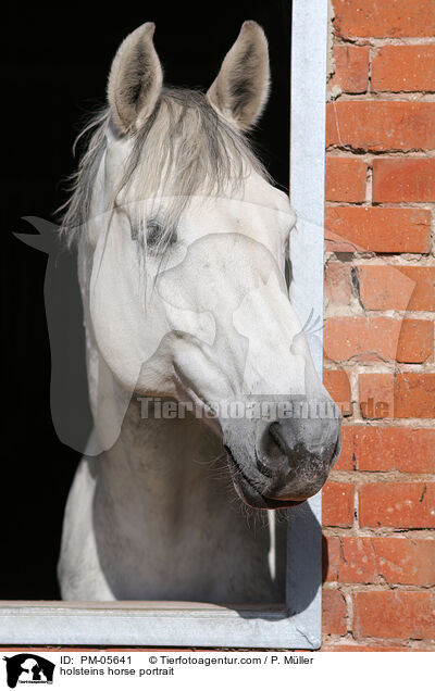 holsteins horse portrait / PM-05641