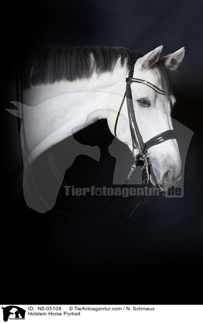 Holstein Horse Portrait / NS-05108