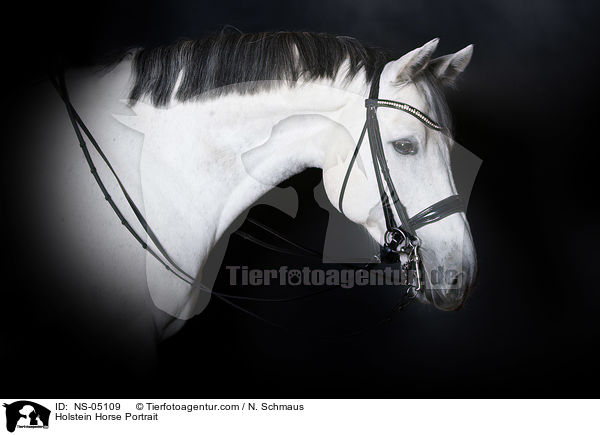 Holstein Horse Portrait / NS-05109