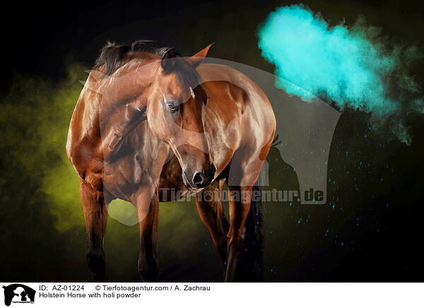 Holstein Horse with holi powder / AZ-01224