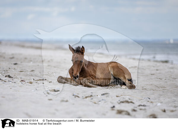 holsteins horse foal at the beach / MAB-01914