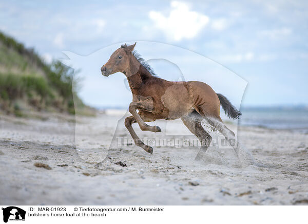 holsteins horse foal at the beach / MAB-01923