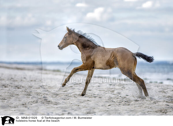 holsteins horse foal at the beach / MAB-01929