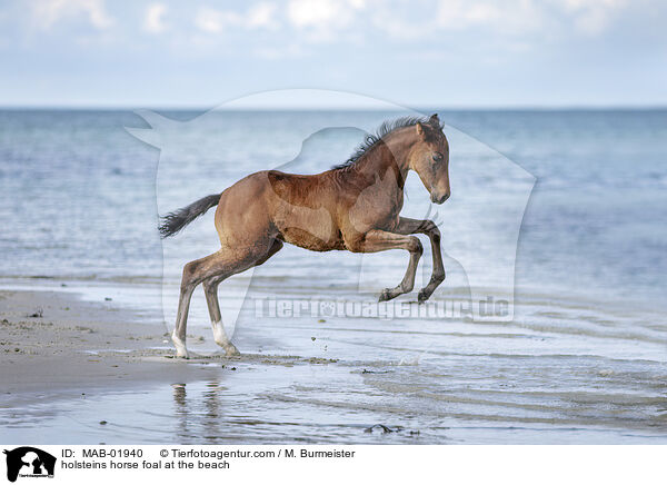 holsteins horse foal at the beach / MAB-01940