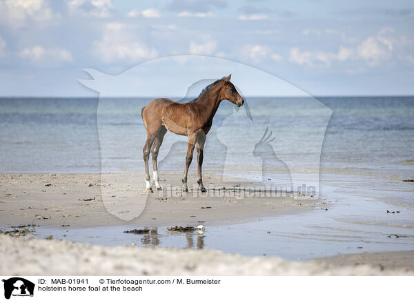 holsteins horse foal at the beach / MAB-01941