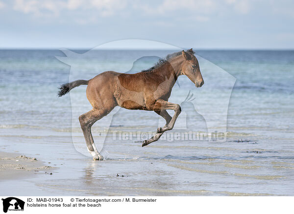 holsteins horse foal at the beach / MAB-01943