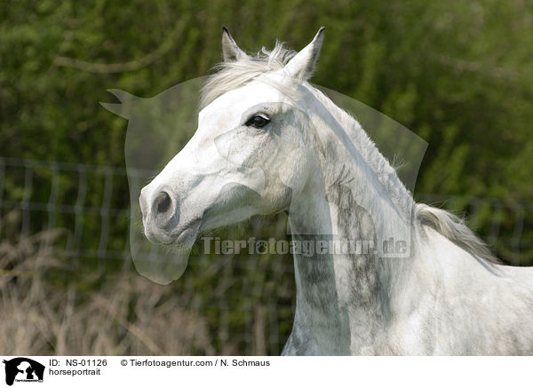 horseportrait / NS-01126