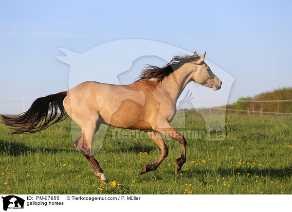 galloping horses / PM-07855