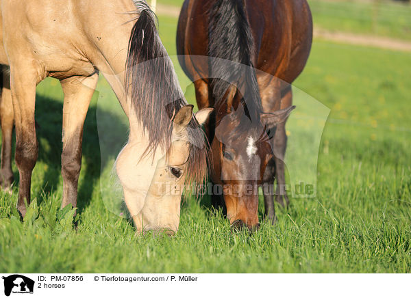 2 horses / PM-07856