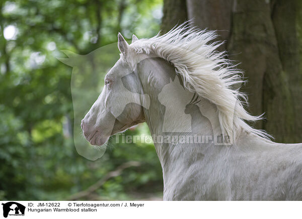Ungarisches Warmblut Hengst / Hungarian Warmblood stallion / JM-12622
