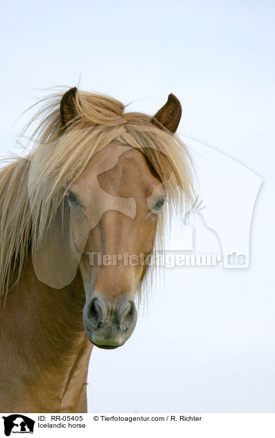 Icelandic horse / RR-05405