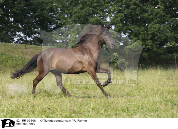 running horse / RR-05408