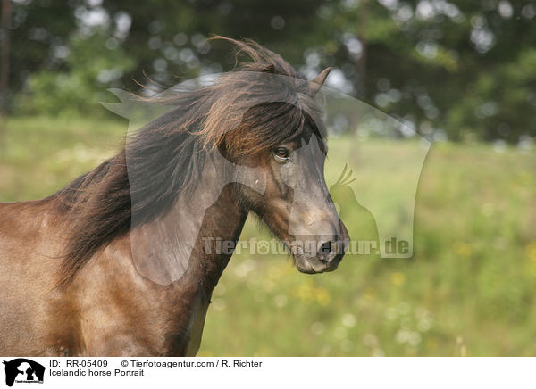 Icelandic horse Portrait / RR-05409