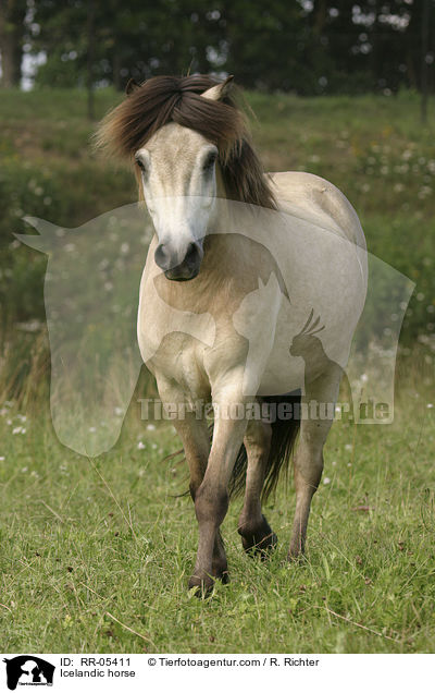 Icelandic horse / RR-05411