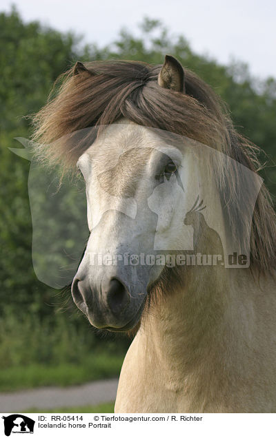 Icelandic horse Portrait / RR-05414