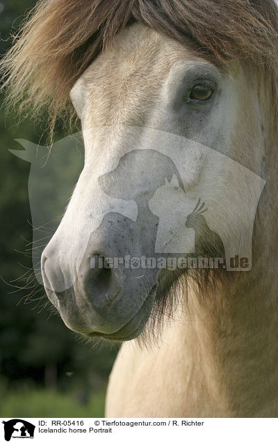 Icelandic horse Portrait / RR-05416
