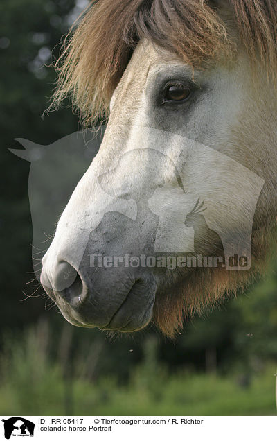 Icelandic horse Portrait / RR-05417