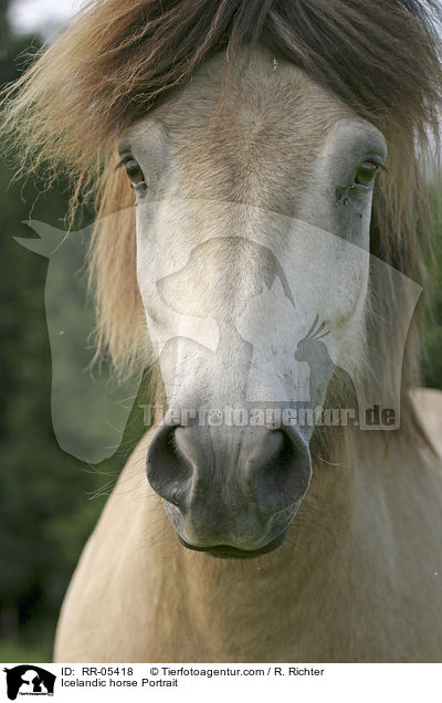 Icelandic horse Portrait / RR-05418